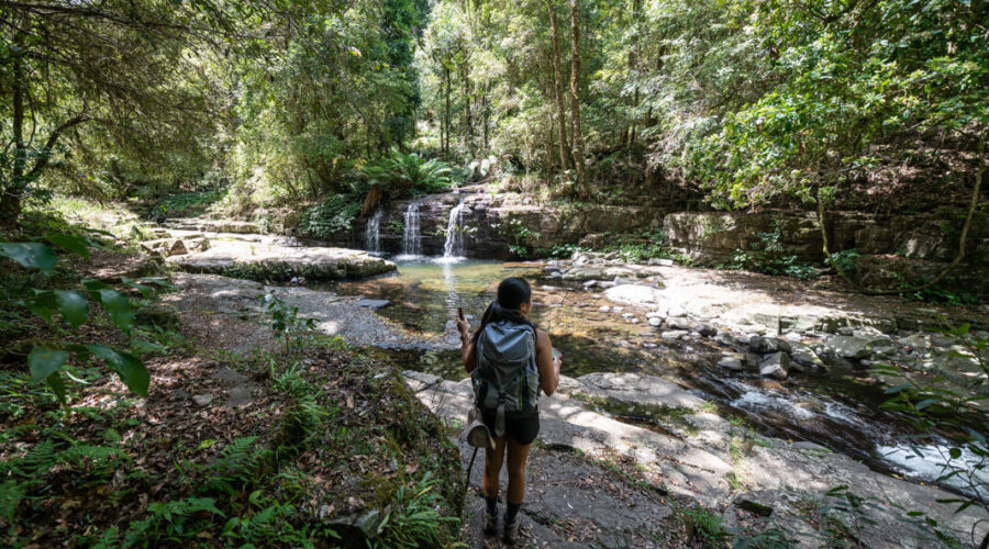 Blue Gum Loop & Rocky Crossing Track rainforest