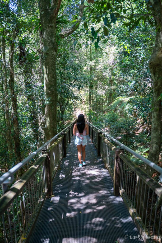 Wonga Walk in Dorrigo National Park day hike