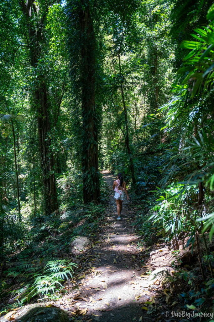 Wonga Walk in Dorrigo National Park