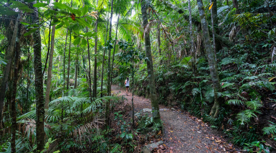 Finch Hatton Gorge hike rainforest