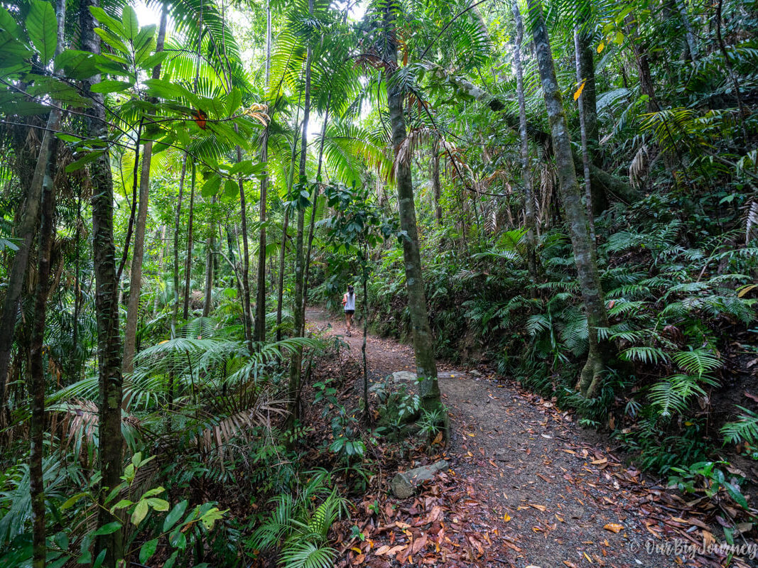 Eungella National Park | Mackay Region - Our Big Journey