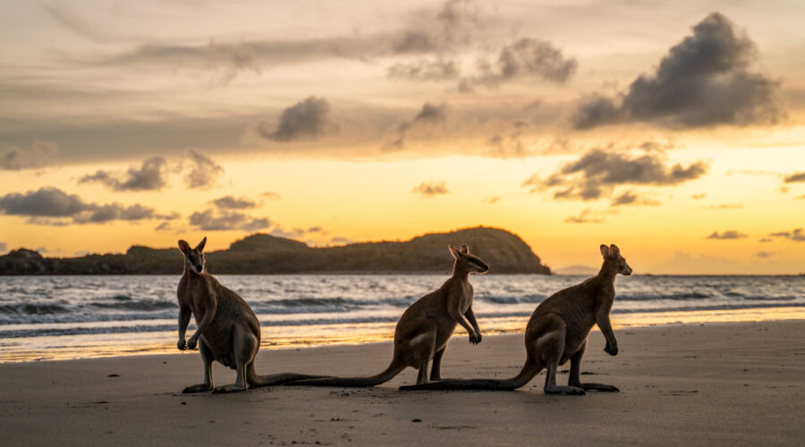 Kangaroos at sunrise in Cape Hillsborough