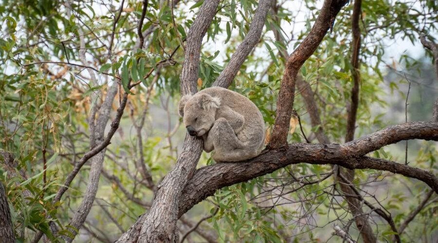 Sleeping koala on Magnetic Island Forts Walk