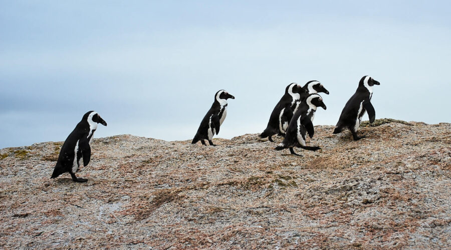 Penguins at Boulders Beach