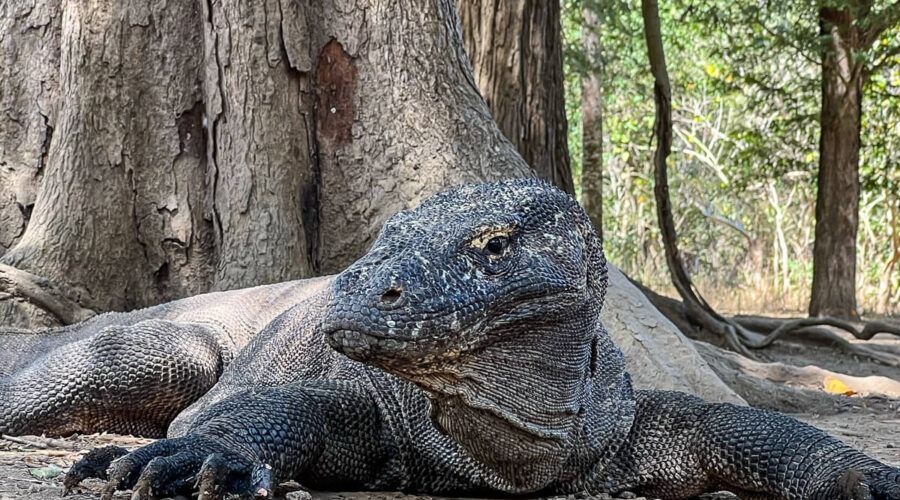 komodo dragon