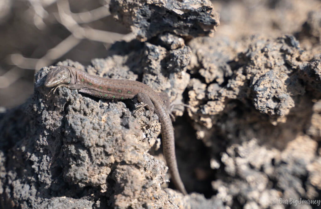 lizard in Lanzarote